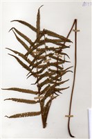 藏品(密毛毛蕨)的圖片